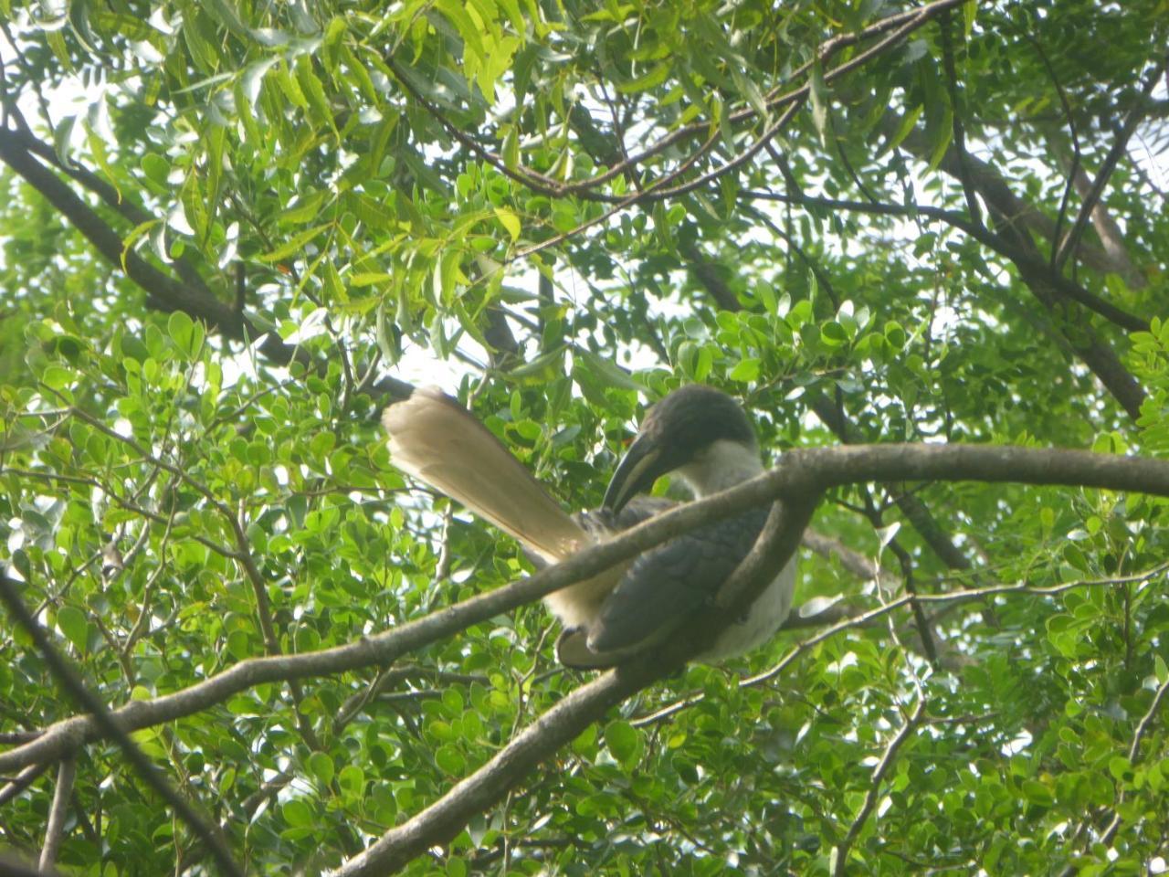 Angry Birds Homestay Habarana Exteriér fotografie